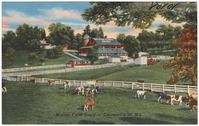Broadfield-Wilton-Farm-Dairy-Maiden-Choice&Wilkens.jpeg